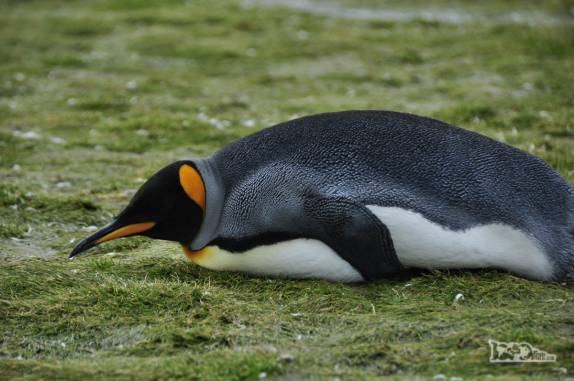 Um pinguim rei descansa deitado nos campos gramados de Salisbury Plain, na Geórgia do Sul